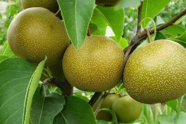 

Саженцы груши Хосуи (Hosui)