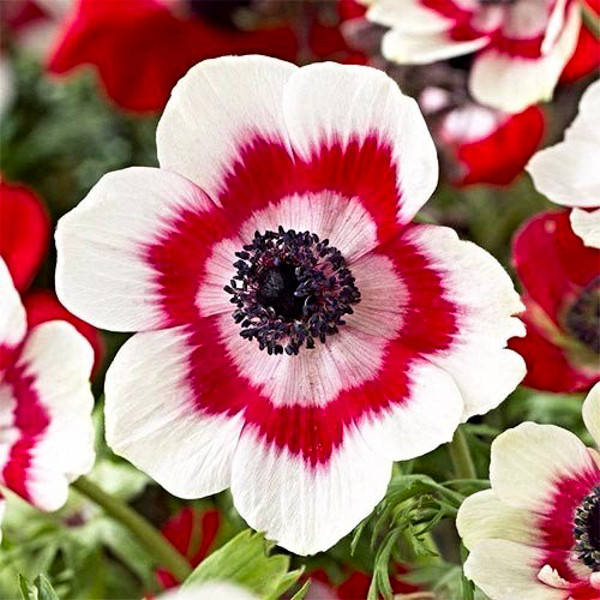 

Клубни Анемона Bicolor