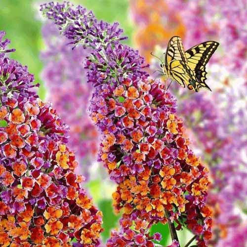 

Будлея давида Флауэр Пауэр / Р12 / Buddleja davidii Flower Power