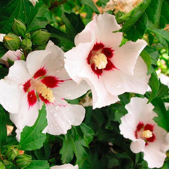 

Гибискус сирийский белый, Hibiscus syriacus