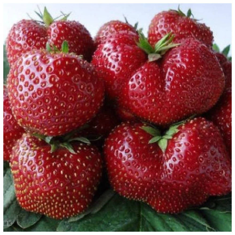 

Клубника поздняя Моллинг Пандора