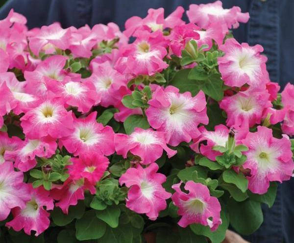 

Рассада петунии Fanfare Rose Morn розово-белая d12cм