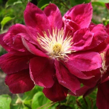 

Клематис Red Star (Рэд Стар / Ред Стар)