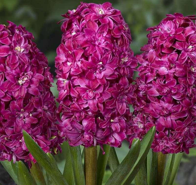 

Гиацинт махровый "Red Diamond", Синий