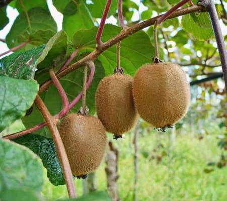 

Киви "Аббот" (высокоурожайный сорт)