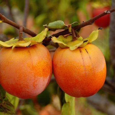 

Хурма венгерская (рассада), Diospyros virginiana