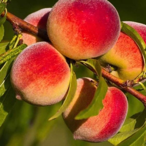 

Саженцы персика «Кардинал» - 2-летний