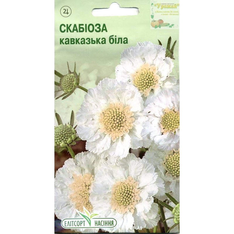 

Семена цветы Скабиоза кавказская белая, 10 семян, Белый
