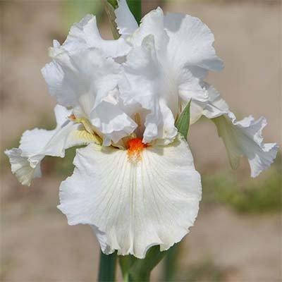 

Ирис Nordica (корневища)