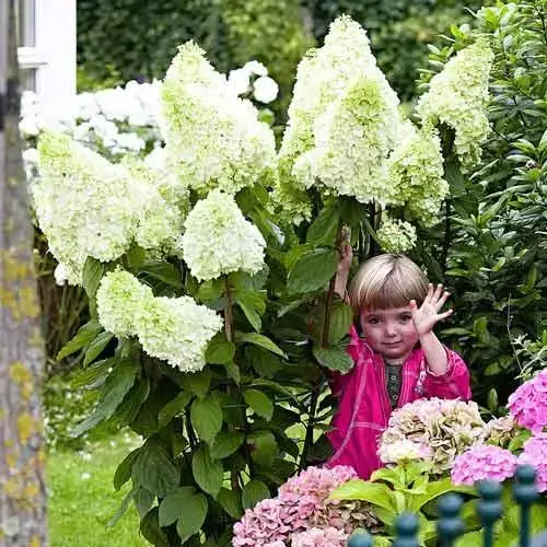 

Гортензия "ГРАНДИФЛОРА" метельчатая / (Hydrangea paniculata `Grandiflora`) / Саженцы