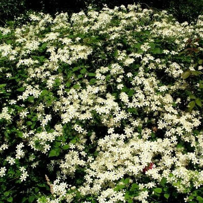 

Клематис белый мелкоцветковый, Clematis fargesioides