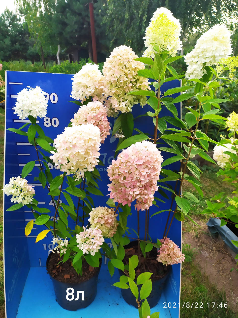 

Гортензия метельчатая Меджикал Суит Самер (Волшебное лето) MAGICAL SWEET SUMMER в конт 8л (5 летние)
