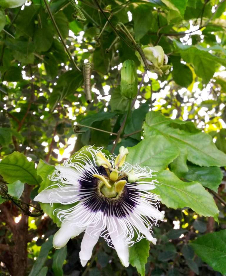 

Пассифлора саженец Тропиканка"Эдулис" 50-100см