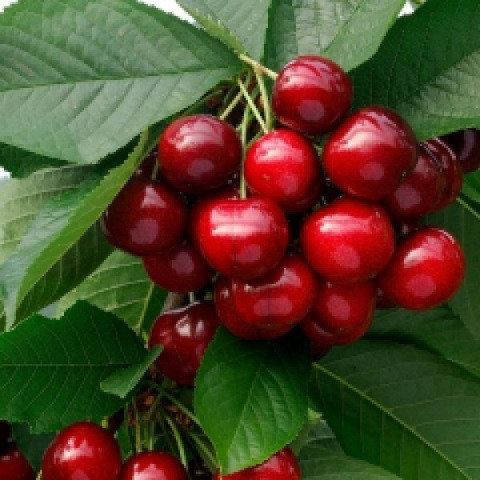 

Черешня Майская (ранняя)