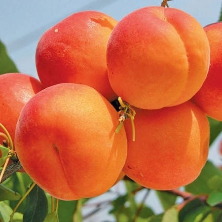 

Абрикос Киото