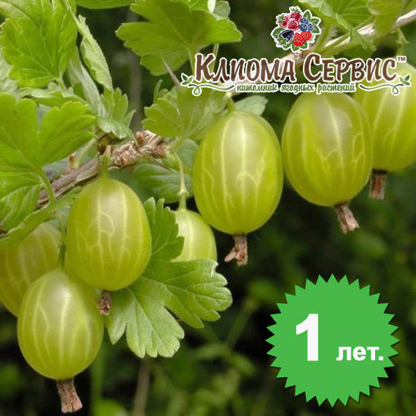 

Саженцы крыжовника "Малахит" полуупакованный