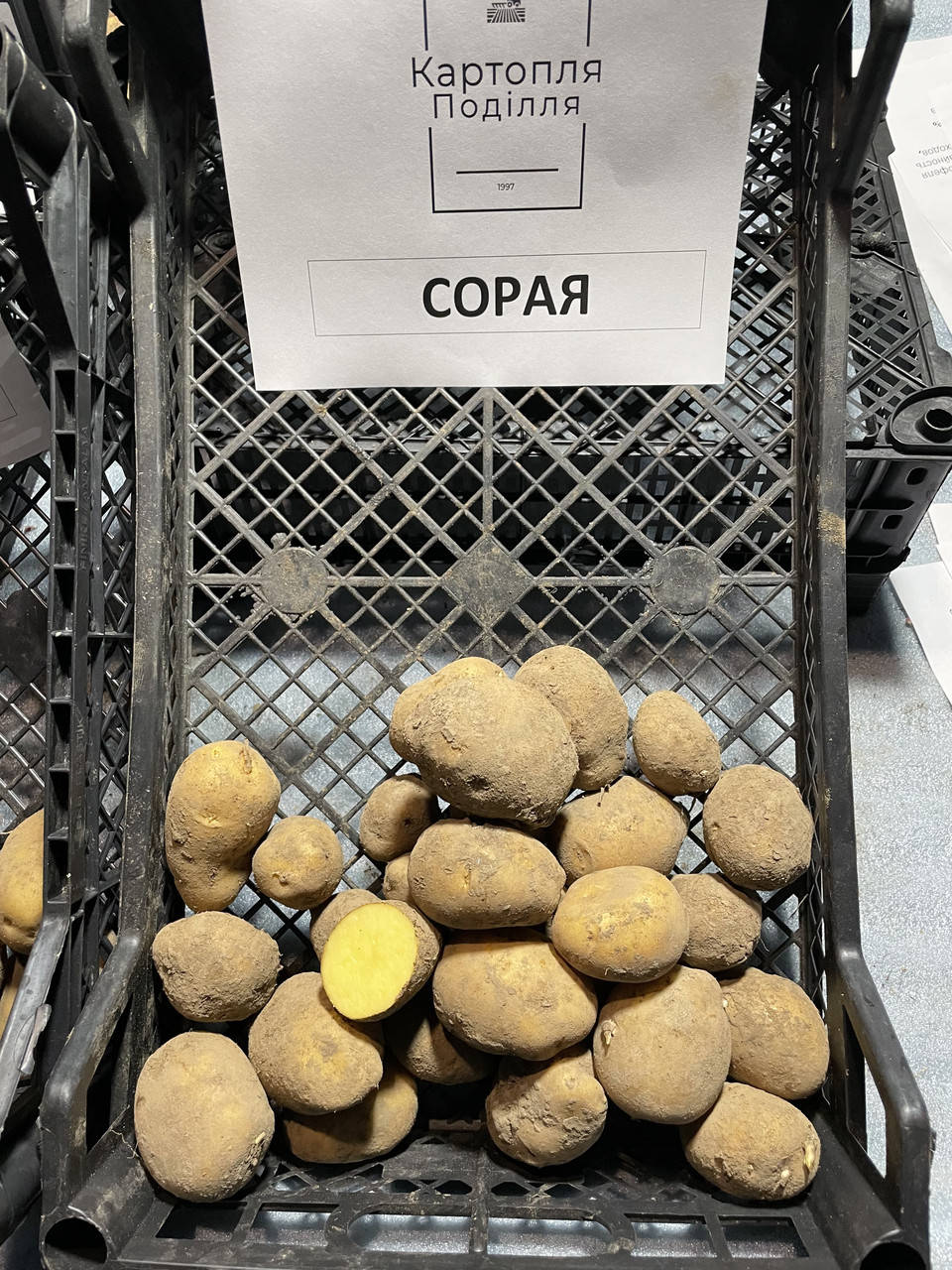 

Семенной картофель Сорая, I-я репродукция