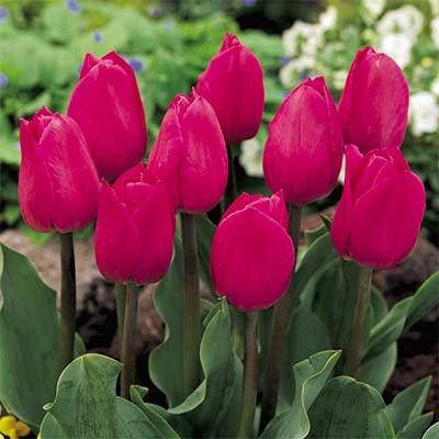 

Тюльпан Barcelona 2шт (луковицы)