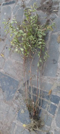 

Дейция белая махровая в розовую крапинку. 3-х летн. (Н=0,6-0,8м +) ОКС. Д12.