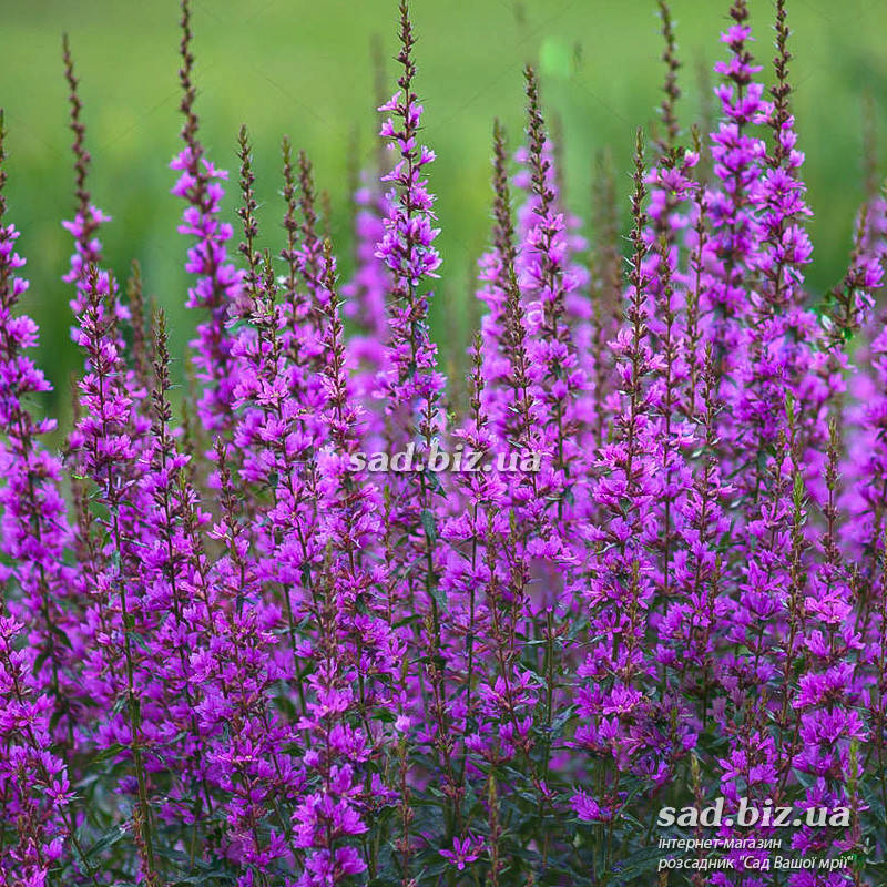 

Дербенник прутовидный 'Dropmore Purple'. Контейнер 3 л