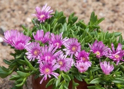 

1 Делосперма Лавандер /Delosperma Sundella Lavender/ р9 горщик