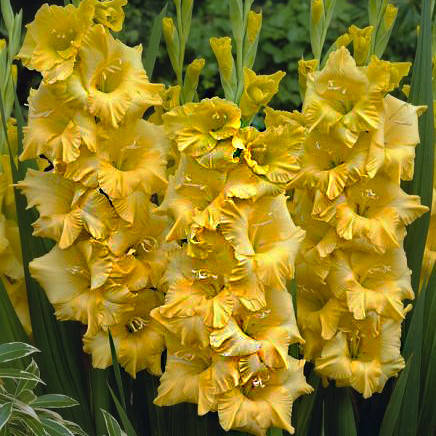 

Луковицы Гладиолус Nova Lux