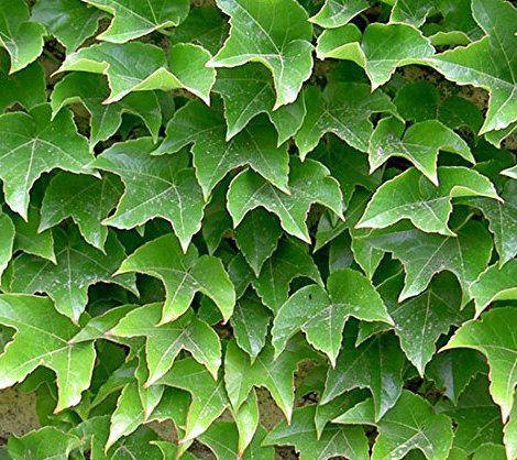 

Виноград триостренный Вичи, С1, привитой / Parthenocissus tricuspidata Veitchii