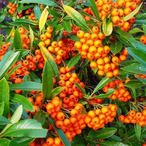 

Пираканта Оранж Глоу, Pyracantha coccinea Orange Glow