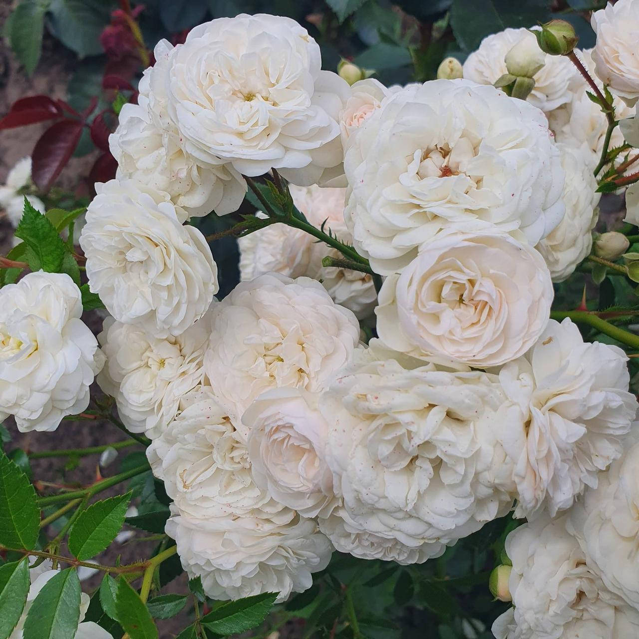 

Эулалия Берридж (Eulalia Berridge)