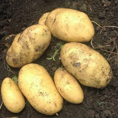 

Джувел сорт урожайный суперранний устойчив к заболеваниям лежкий крупноплодный класс 1Р ф35-55 Германия