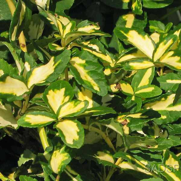 

Бересклет Форчуна санспот, Euonymus fortunei Sunspot