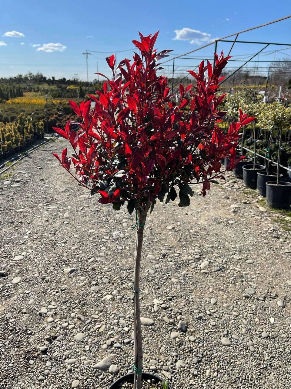 

Фотиния компакта РА 120 - шар / Photinia COMPACTA шар