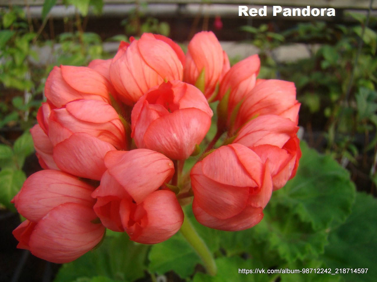 

Red Pandora (31), Красный