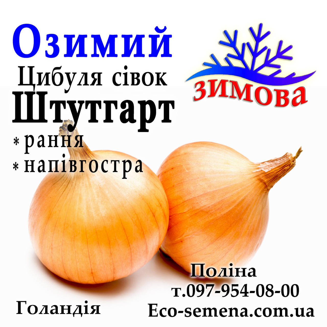 

Лук севок озимый Штутгартен Ризен (Stuttgarten Riesen), 1 кг