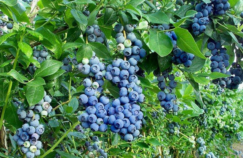 

Голубика Патриот (Vaccinium corymbosum Patriot )