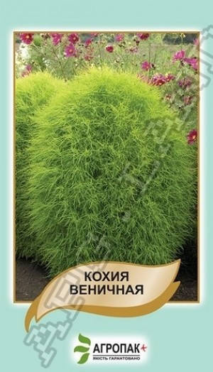 

Семена Кохия Веничная 0,1 грамм Legutko Агропак, Зелёный