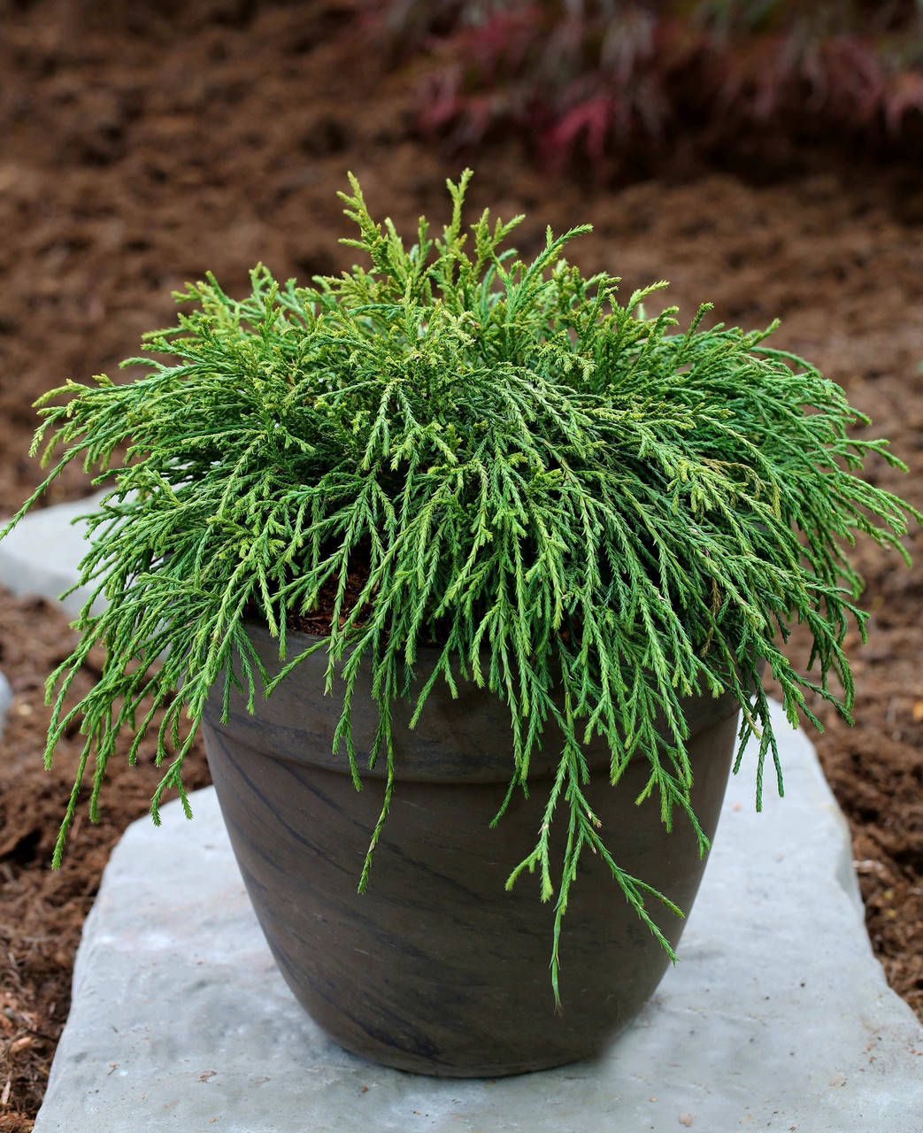 

Кипарисовик горохоплодный Филифера нана ( С1.5л 15+см саженцы)