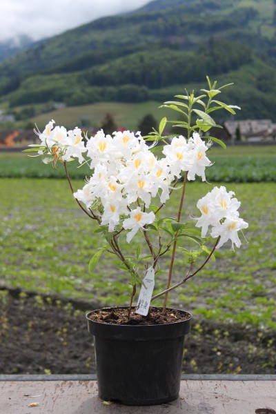 

Азалія Шніголд / Azalea Schneegold C3 /H 30-40