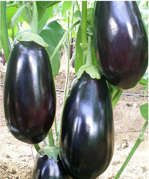 

Семена баклажана Сара F1 20 семян Cora seeds