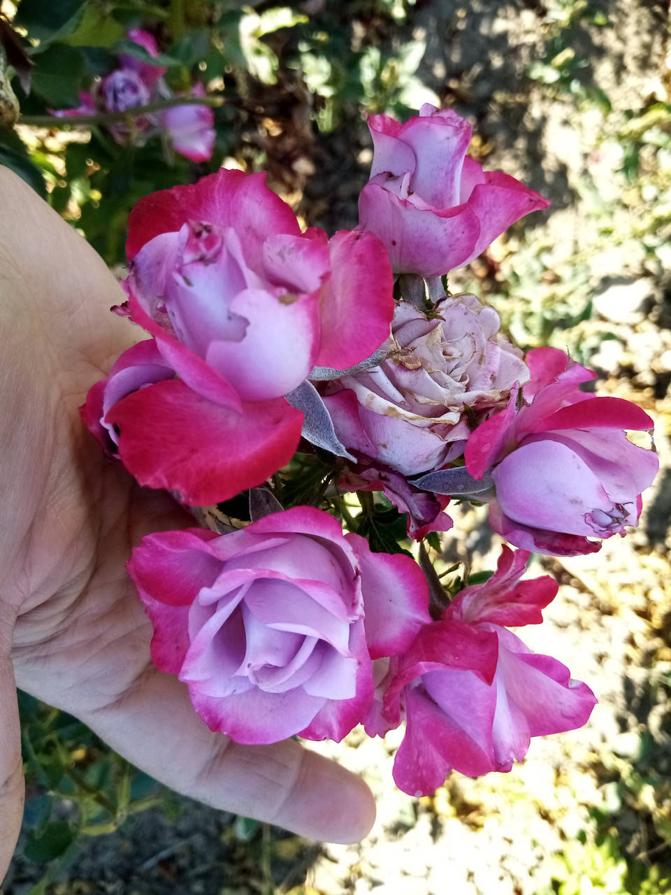 

Спрей роза Блу Кетрин