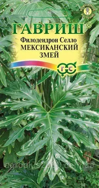 

Семена Филодендрон Селло Мексиканский змей 5 семян Гавриш, Зелёный