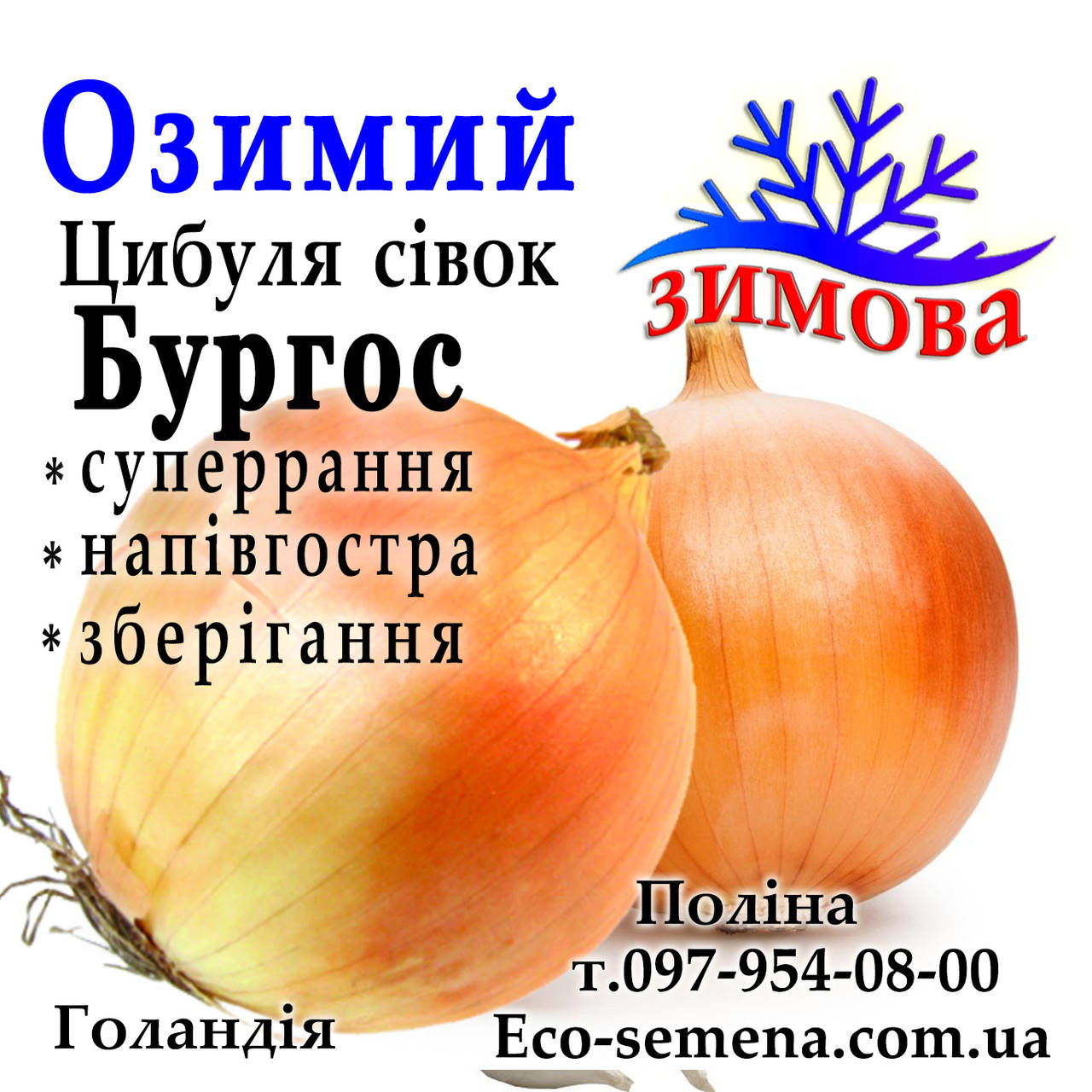 

Лук севок озимый Бургос (Burgos), Голландия, 1 кг