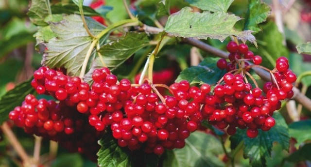 

Калина обыкновенная "Коралловая" (Coral) (премиальный сорт, ранняя)