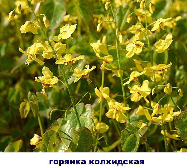 

Горянка колхидская