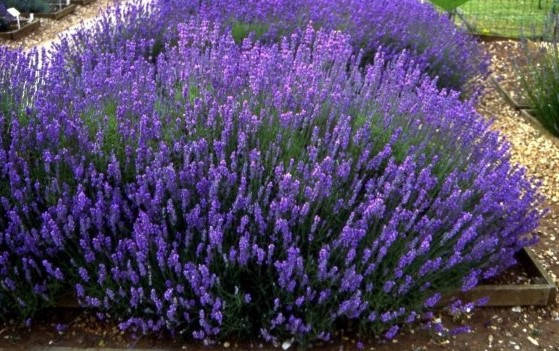 

Лаванда вузьколиста Hidcote 2 річна, Лаванда узколистная Хидкот, Lavandula angustifolia Hidcote