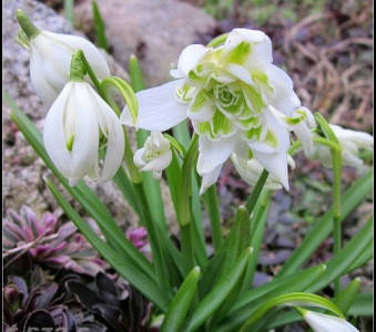 

Галантус Флоре Плено (Flore Pleno)