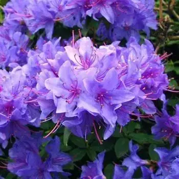 

Рододендрон "БЛЮ ТИТ" ('Blue Tit') / Саженцы (ЗКС)