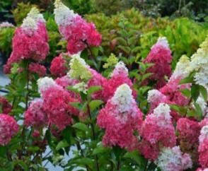

Гортензия метельчатая Фрейз Мельба, С3 / Hydrangea paniculata Fraise Melba, Renba