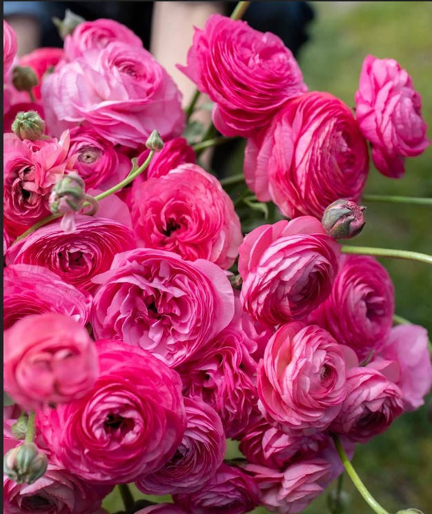 

Ранункул сорта Rose