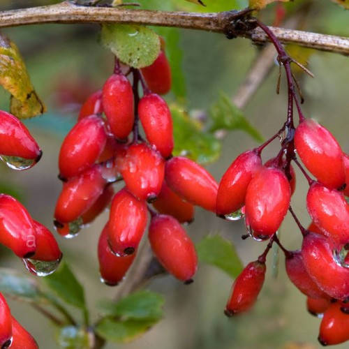 

Барбарис сьедобный, Berberis vulgaris